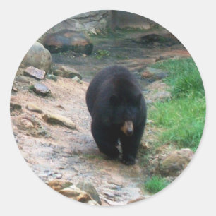 American Black Bear Classic Round Sticker