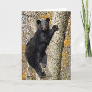 American Black Bear Climbing a Tree Card
