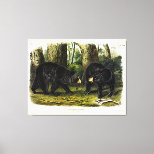 American Black Bear (Ursus Americanus) by Audubon Canvas Print