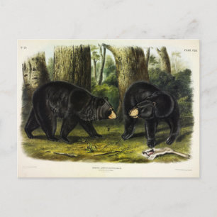 American Black Bear (Ursus Americanus) by Audubon Postcard