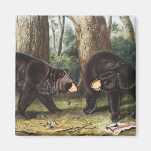 American Black Bear Ursus Americanus Illustration Magnet