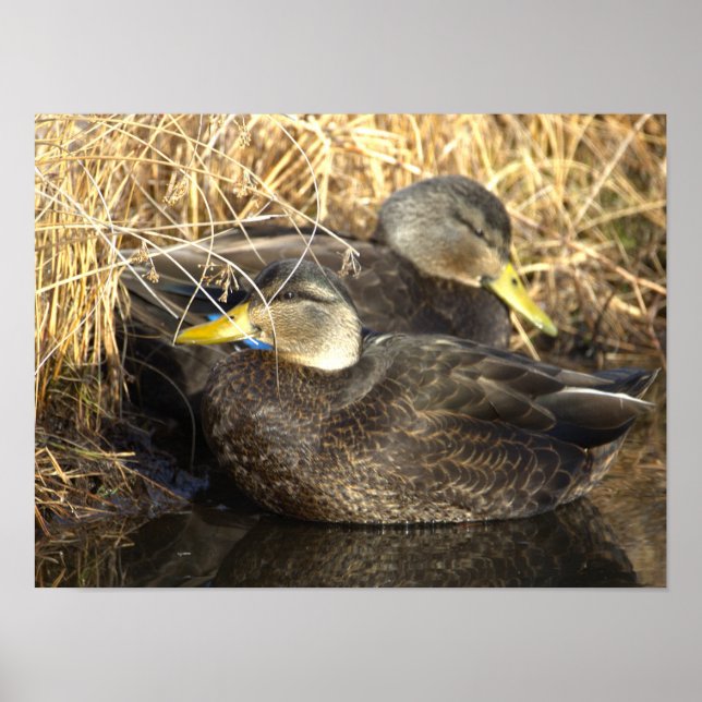 American Black Duck Poster (Devant)