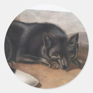 American Black or Silver Fox (Vulpes fulvus) Classic Round Sticker