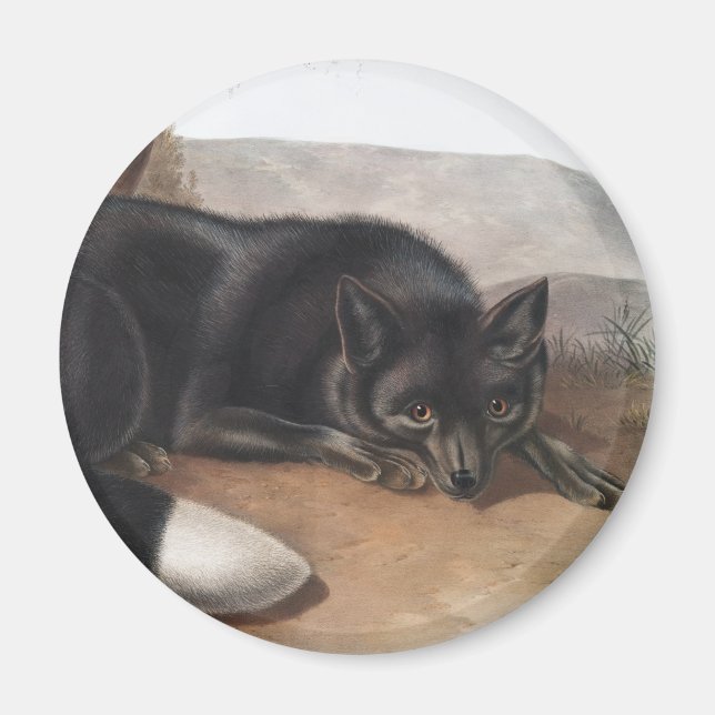 American Black or Silver Fox (Vulpes fulvus) Magnet (Front)