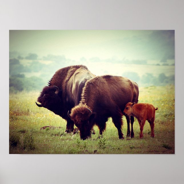 American Buffalo (Bison) Family Poster (Front)