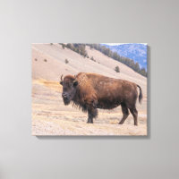 American Buffalo Bison Photograph, Yellowstone
