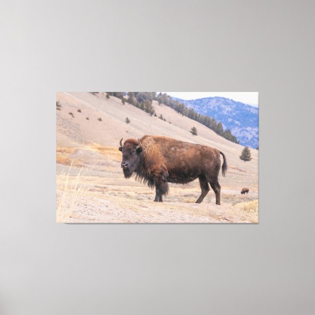 American Buffalo Bison Photograph, Yellowstone Canvas Print (Front)