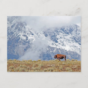 American Buffalo High in the Tetons Watching Cloud Postcard