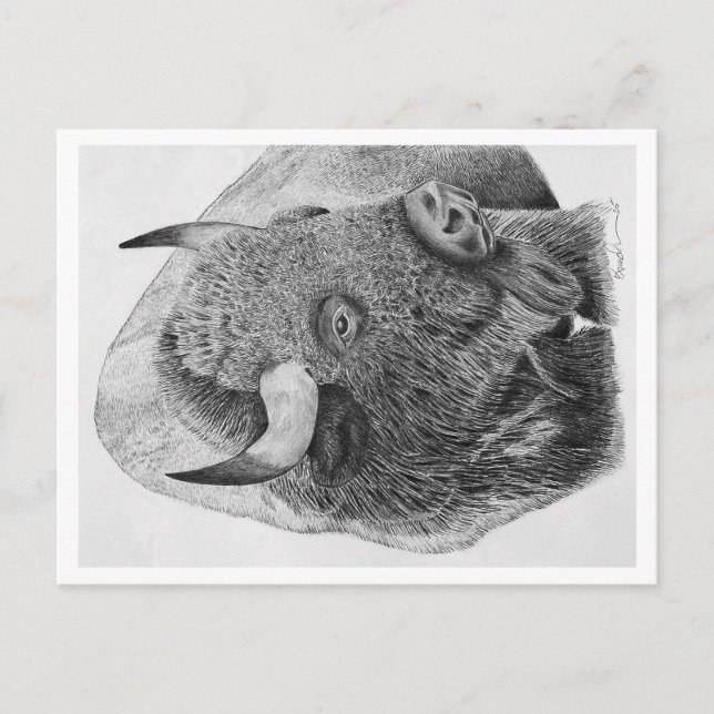 American Buffalo Holiday Postcard (Front)