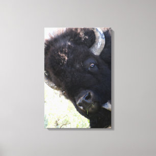 American Buffalo in Yellowstone National Park Canvas Print