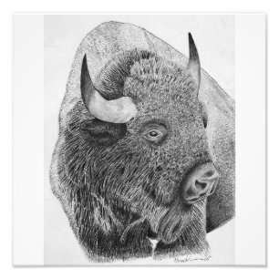 American Buffalo Photo Print