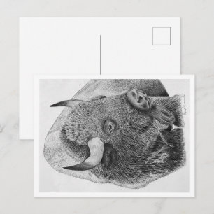 American Buffalo Postcard