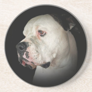 American Bull Dog portrait Coaster
