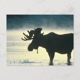 American Bull Moose Postcard