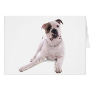American bulldog