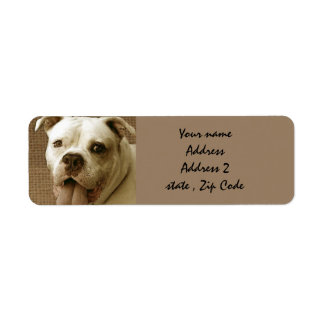 American Bulldog