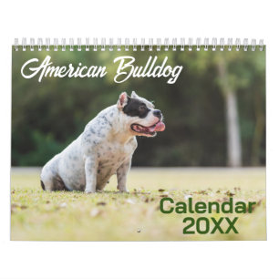 American Bulldog Dog calendar 2025