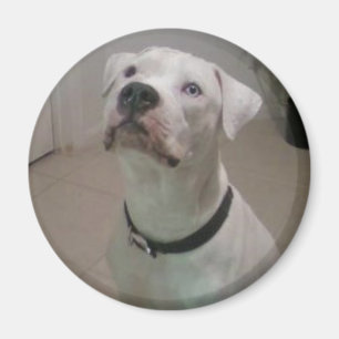 American bulldog magnet