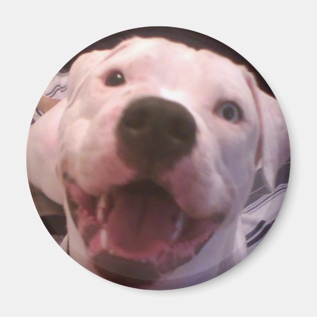 American bulldog magnet (Front)