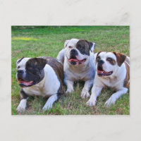 American Bulldog