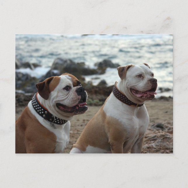 american bulldog postcard (Front)