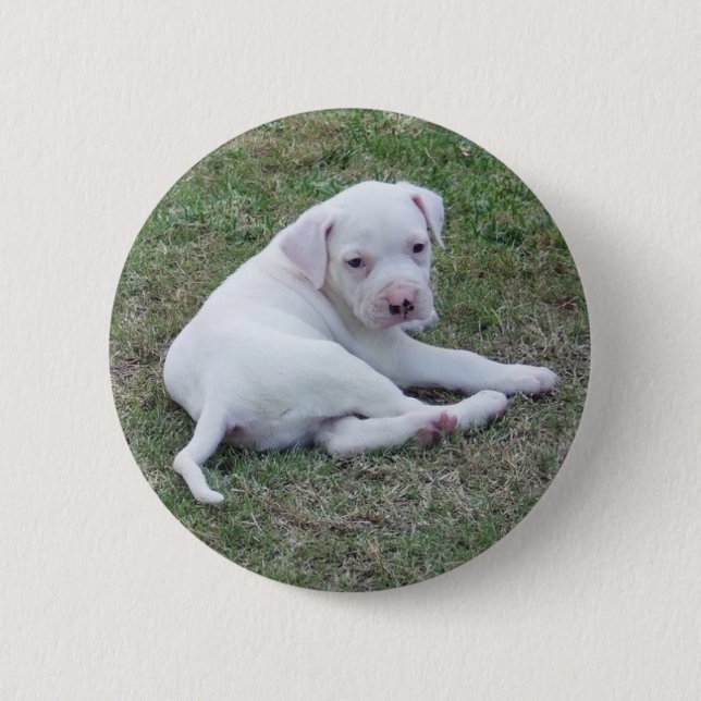 American Bulldog Puppy Button (Front)