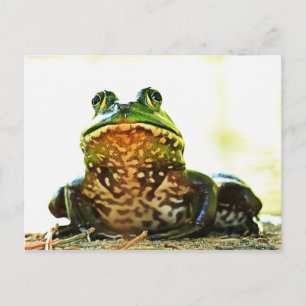 American Bullfrog Posing Postcard