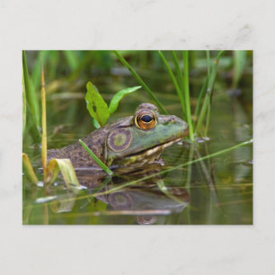 American Bullfrog Postcard
