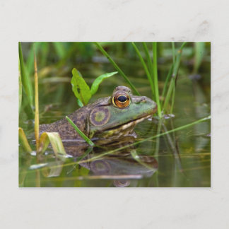 American Bullfrog Postcard