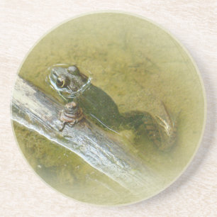 American Bullfrog - Rana catesbeiana Coaster