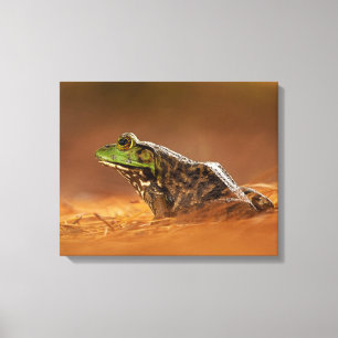 American Bullfrog Sitting on Pine Needles Canvas P Print