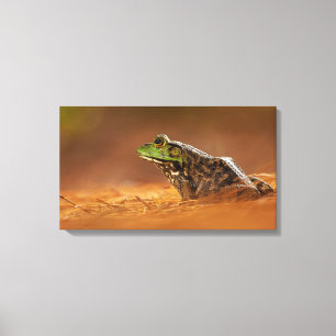 American Bullfrog Sitting on Pine Needles Canvas Print