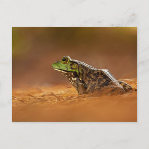 American Bullfrog Sitting on Pine Needles Poster Postcard