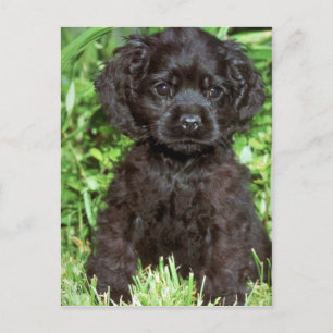 American Cocker Spaniel Postcard