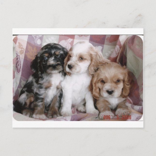 American Cocker Spaniel Puppies Postcard (Front)