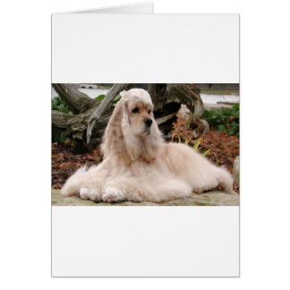 American Cocker Spaniel Series