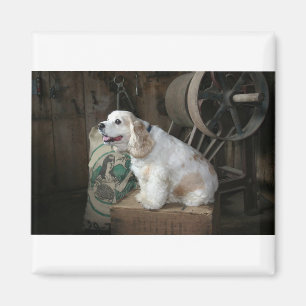 american cocker spaniel sitting magnet