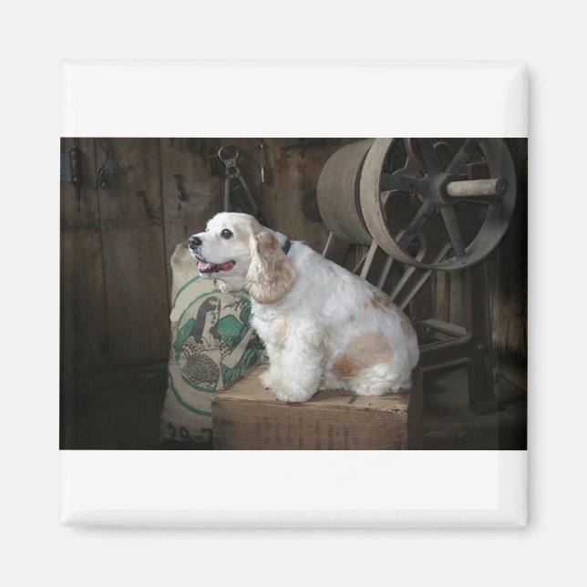 american cocker spaniel sitting magnet (Front)