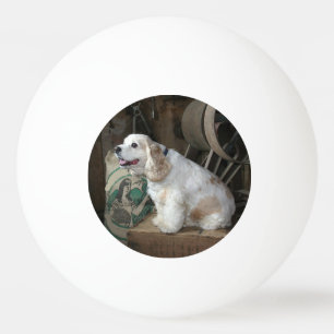american cocker spaniel sitting ping pong ball
