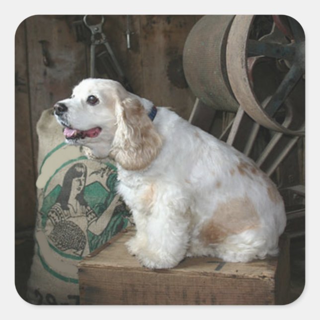american cocker spaniel sitting square sticker (Front)