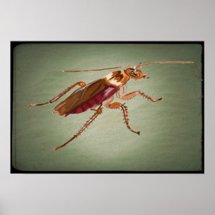American Cockroach 🪳  Poster
