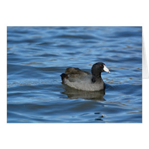 American Coot