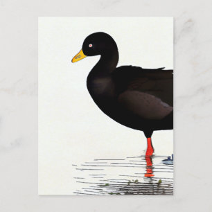American Coot - Bird - Nature Art Card