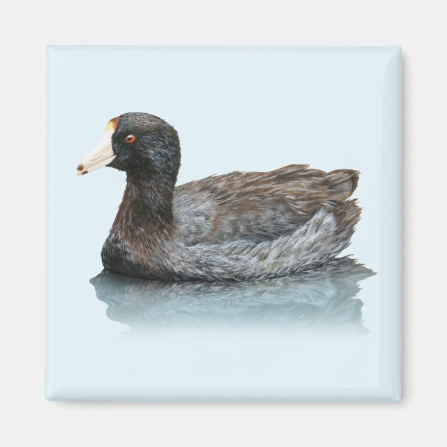 American Coot Magnet (Front)