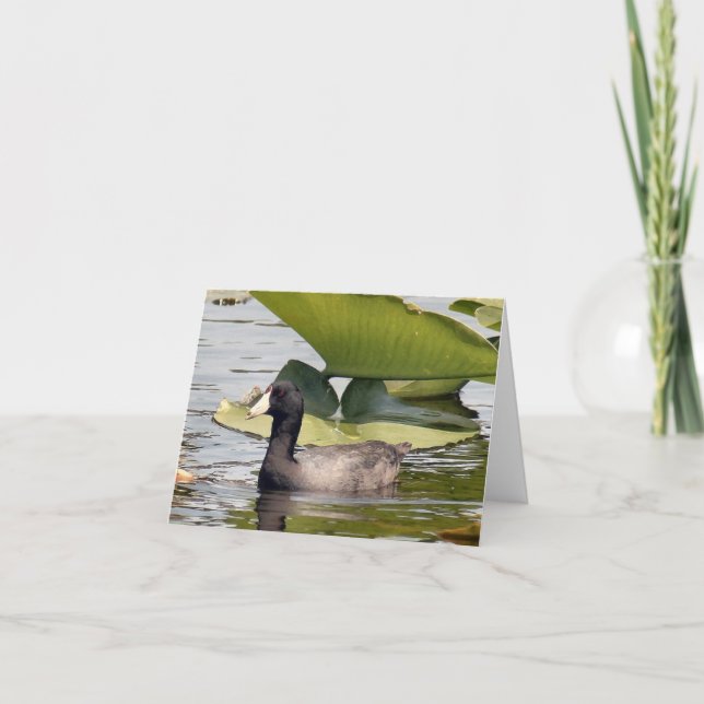 American Coot Photo Folded Note Card (Front)