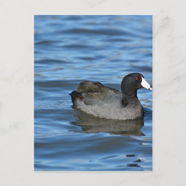 American Coot Postcard (Front)