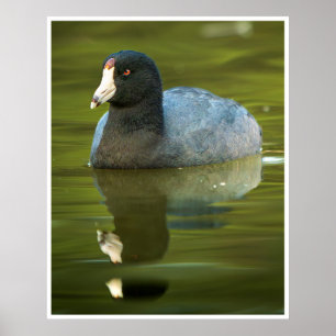 American Coot Reflection Waterbird Wildlife Photo Poster