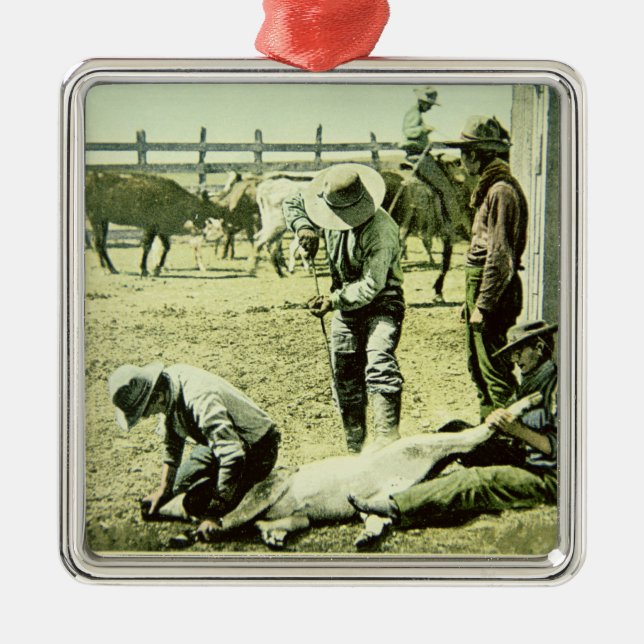 American cowboys branding a calf, c.1900 (photo) metal ornament (Front)
