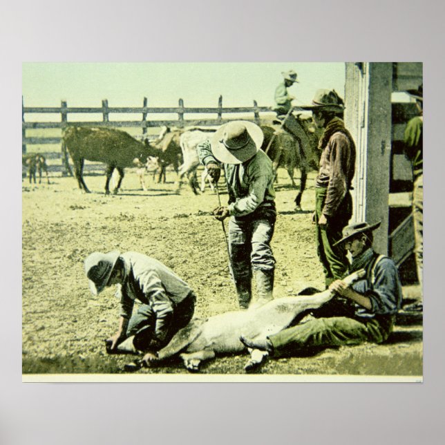 American cowboys branding a calf, c.1900 (photo) poster (Front)