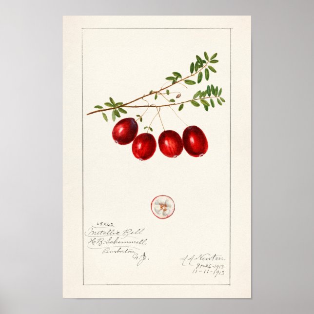 American Cranberry (Vaccinium macrocarpon) Poster (Front)